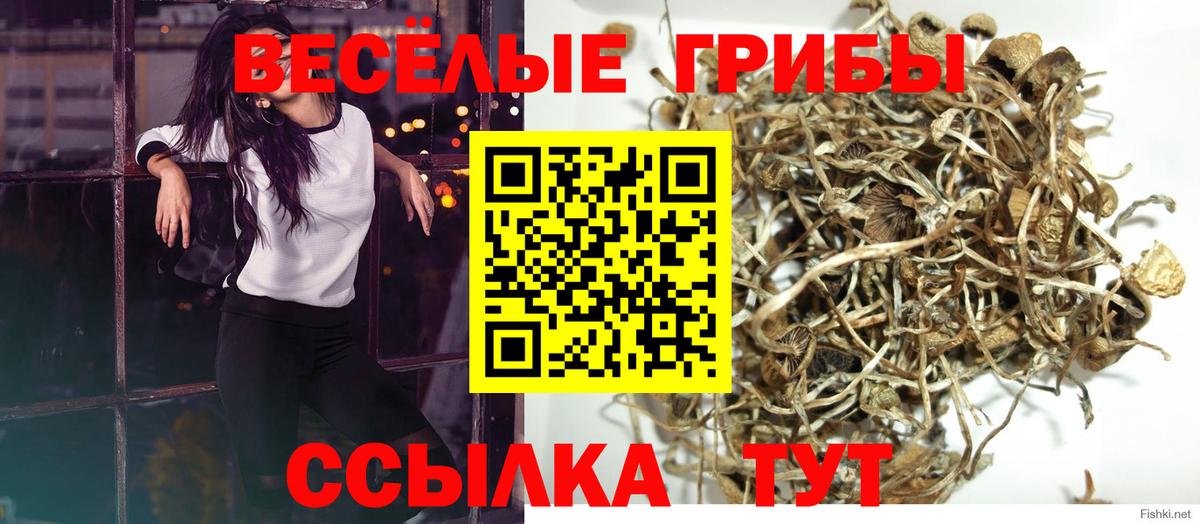 Галлюциногенные грибы Psilocybe Ростов-на-Дону